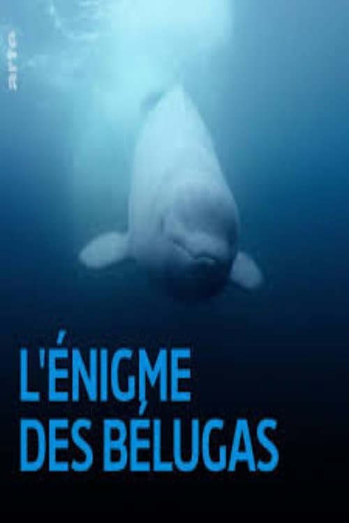 The Mystery of the Belugas poster