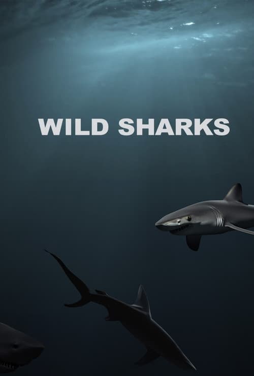 Wild Sharks poster