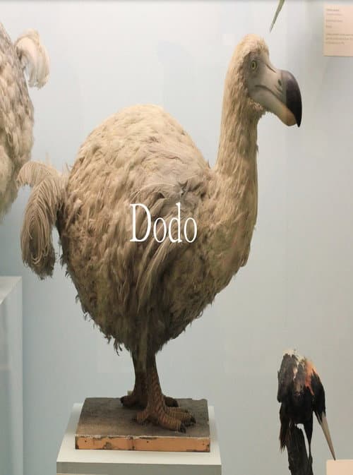 Dodo poster