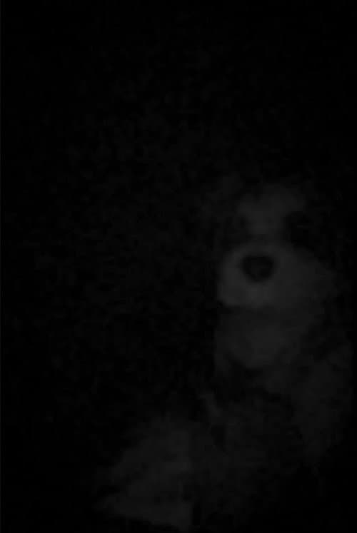 The Voices In FAO's Head poster