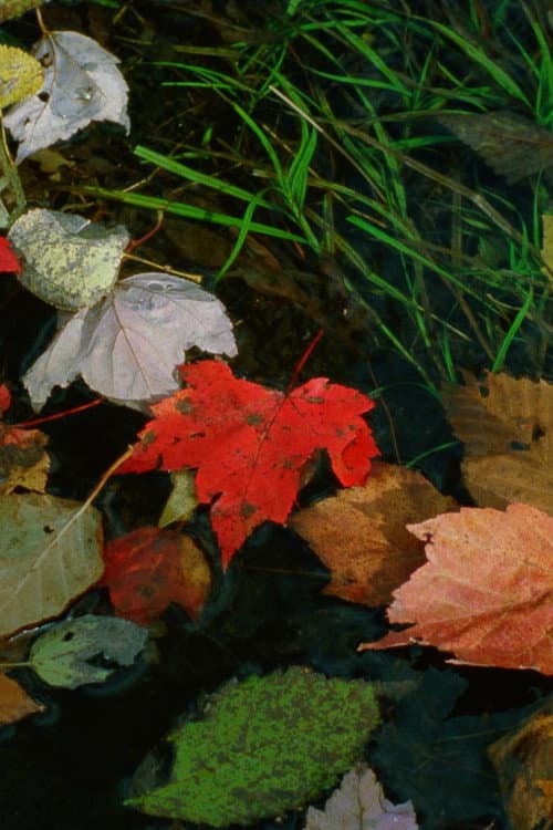 The Long Rainbow poster