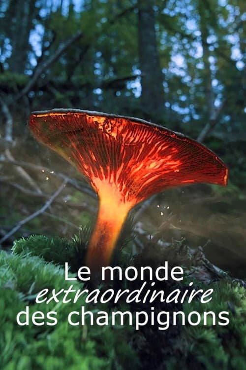 Le monde extraordinaire des champignons poster