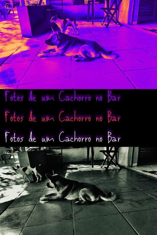 Pictures of a Dog at the Bar poster