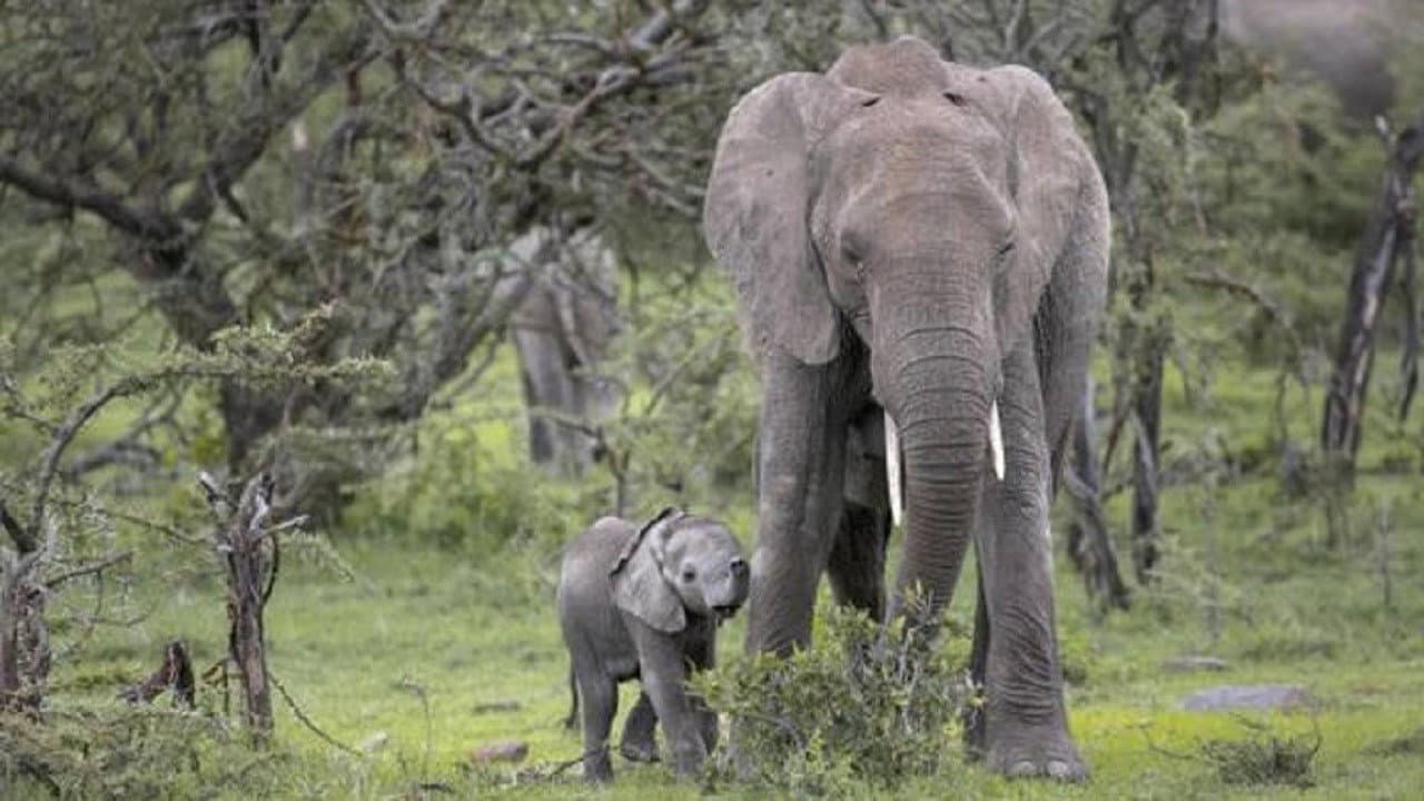 Small Elephant backdrop