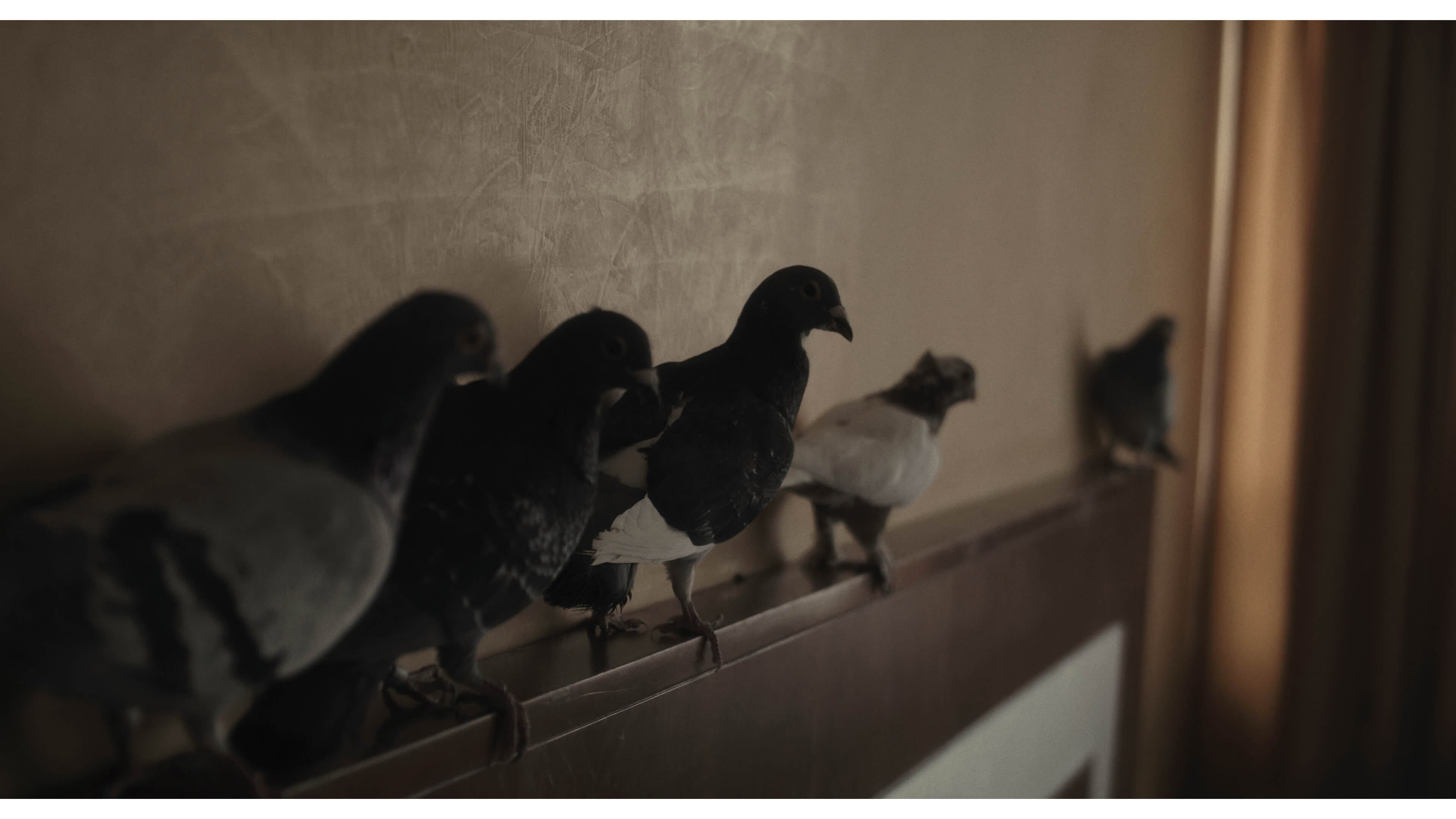 Hotel nests backdrop